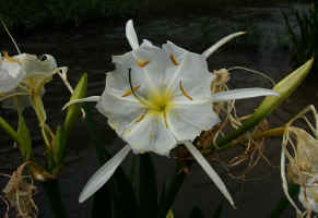 Hymenocallis coronaria (Cahaba lily)