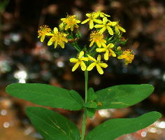 Hypericum nudiflorum (streamside St. John's-wort)