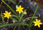 Hypoxis hirsuta