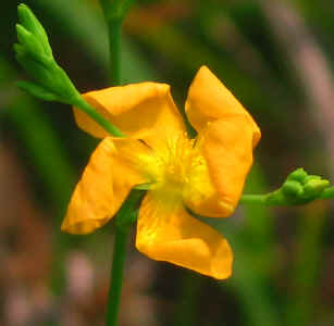 wilting_flower_an_orangish_pinwheel--Bulloch_County-2006-06-28.jpg (118892 bytes)