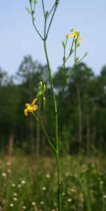 with_subnaked_flowering-branches_from_upper_axils--Bulloch_County--2006-06-28.jpg (103930 bytes)
