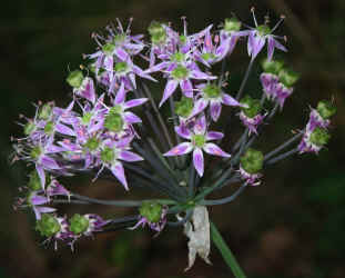 Allium_cuthbertii--Rocky_Face_Mountain--Alexander_County_NC--2006-06-21.jpg (101753 bytes)