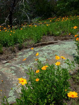 Coreopsis_pubescens_var._robusta--Little_Joe_Mountain--Alexander_County_NC--2006-07-18.JPG (498517 bytes)