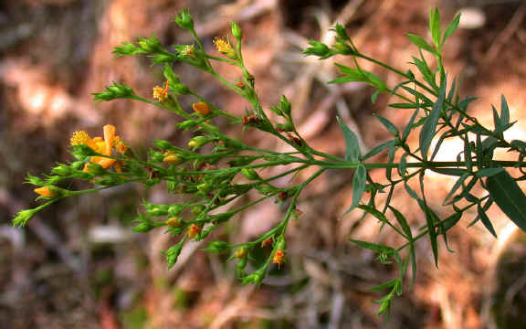 Inflorescence_&_supernumerary_flower-branches--Little_Joe_Mtn.--Alexander_Co_NC--2006-07-18.JPG (322271 bytes)