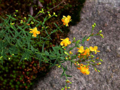 Inflorescence_and_supernumerary_flowering-branches--used_for_Figure_3--Rocky_Face_Mountain--Alexander_County_NC--2006-07-24.jpg (503376 bytes)