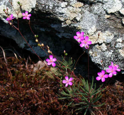 Phemeranthus_teretifolius--Sugarloaf_Mountain--Alexander_County_NC--2006-08-25.jpg (192179 bytes)