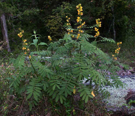 Senna_marilandica--Sugarloaf_Mountain--Alexander_County_NC--2006-08-25.jpg (212855 bytes)