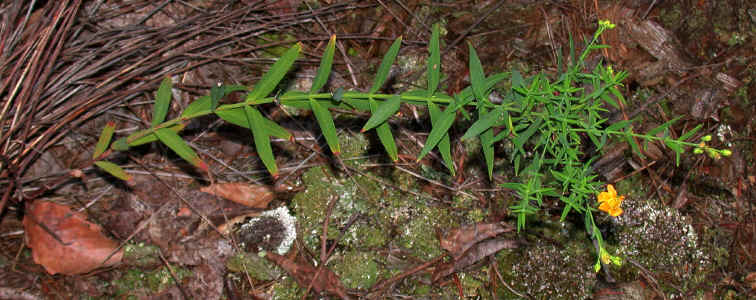 apical_meristem_drought-killed_so_leafy_flowing_branches_only--'Little_Sugarloaf_Mtn.'--Alexander_Co._NC--2006-08-25.jpg (376461 bytes)