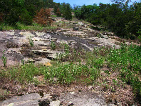 drought-struck_outcrop_on_Joe_Mountain--Alexander_County_NC--2006-06-21.JPG (456740 bytes)