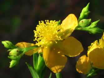 flower--used_in_Figure_3--Rocky_Face_Mountain--Alexander_County_NC--2006-06-21.jpg (76462 bytes)