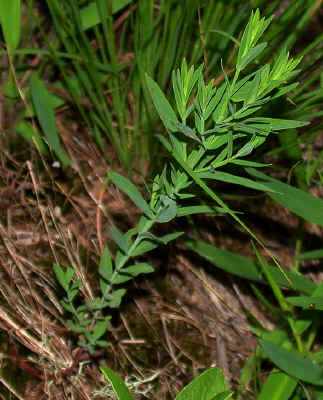 getting_a_late_start_after_the_drought_abated--Joe_Mountain--Alexander_County_NC--2006-07-25.JPG (177092 bytes)