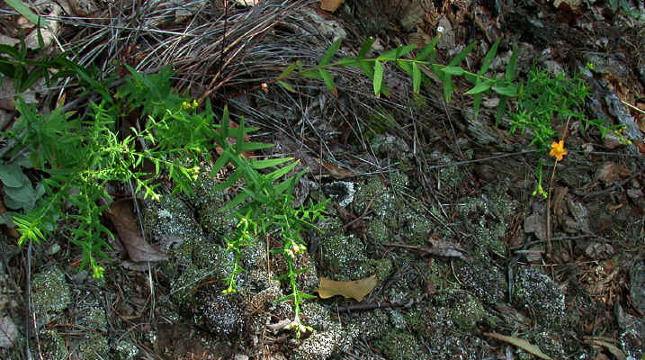 getting_a_late_start_after_the_drought_abated--'Little_Sugarloaf_Mountain'--Alexander_County_NC--2006-08-25.jpg (304409 bytes)