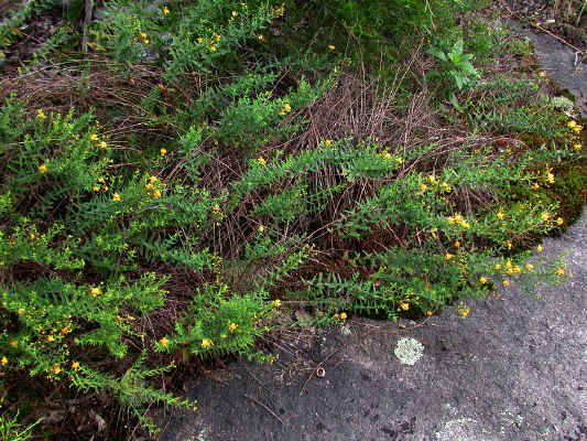 group_of_plants--Rocky_Face_Mountain--Alexander_County_NC--2006-07-24.jpg (351024 bytes)