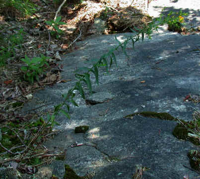 habit--Little_Joe_Mountain--Alexander_County_NC--2006-07-18.JPG (353354 bytes)