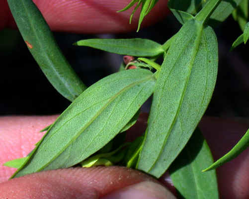 leaves_densely_glandular-punctate_beneath--Little_Mountain--Alexander_Co_NC--2006-07-18.jpg (180437 bytes)