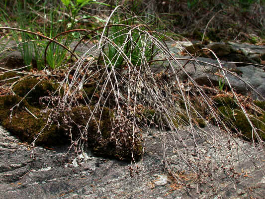 only_dead_remains_from_2005_were_found_on_'Prickly-pear_Mtn.'--Alexander_Co._NC--2006-07-24.jpg (345954 bytes)