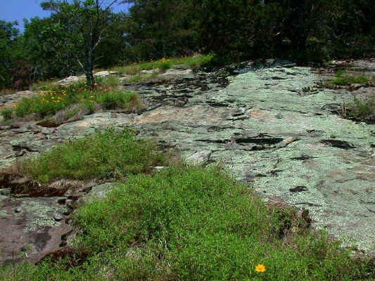 outcrop_after_the_drought_abated--Little_Joe_Mountain--Alexander_County_NC--2006-07-18.JPG (313408 bytes)
