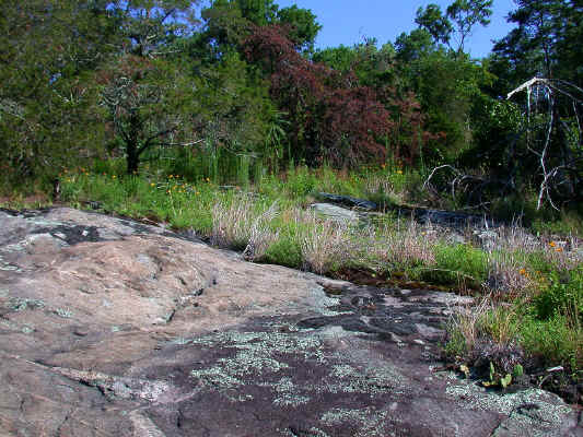 outcrop_with_drought-killed_pines--Little_Mountain--Alexander_County_NC--2006-07-18.JPG (298678 bytes)