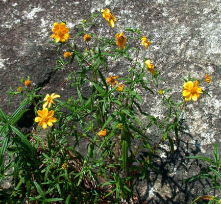 precocious_exogenous_Helianthus_porteri_2--Rocky_Face_Mtn.--Alexander_Co._NC--2006-07-18.jpg (268800 bytes)