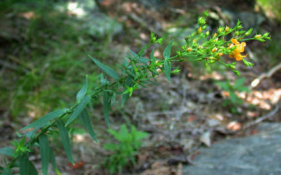 upper_stem--Little_Joe_Mountain--Alexander_County_NC--2006-07-18.JPG (287255 bytes)