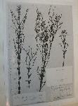 Photo at GH of another isotype of Hypericum angulosum Michx. [=H. denticulatum Walter]  at P, holotype of H. linoides Spach, nom. superfl.