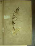 holotype of Hypericum acutifolium Elliott, at CHARL