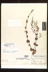 "Lectotype" (presumptive holotype) of Hypericum virgatum Lamarck var. ovalifolium Britton, at NY [=H. denticulatum Walter]