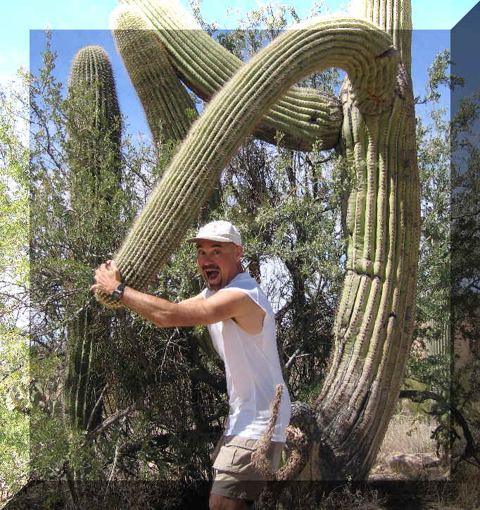 Rasslin' a giant saguaro at Saguaro National Park (Arizona), 17 March 2006