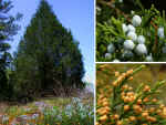 Juniperus virginiana var. virginiana (at right, DeKalb County, Georgia: pistillate cones, above and staminate cones, below)