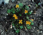 Yellow least gladecress (Leavenworthia exigua var. lutea)