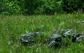 Scene from the single glade that supports a large population of Liatris oligocephala.