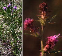 Liatris squarrosa (at left from Floyd County, Georgia and at right from Bibb County, Alabama)