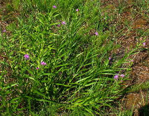 Liatris cylindracea
