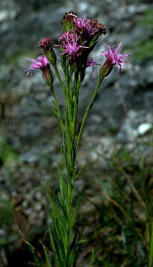 Liatris oligocephala with about the maximum number of heads (10) in an inflorescence!