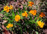 Lithospermum canescens