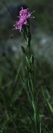 Liatris Xfreemaniana (L. cylindracea X oligocephala)