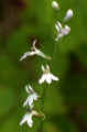 Lobelia spicata