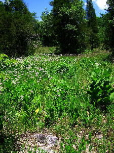 Glade in late spring with much Mohr's Barbaras'-buttons (sticky rosinweed at right-center, to flower in summer)