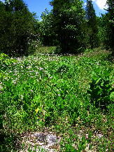 View with masses of Marshallia mohrii (Mohr's Barbara's-buttons); at right is a clump of [summer-flowering] Silphium glutinosum [sticky rosinweed]. One of the minority of glades not protected by the Nature Conservancy of Alabama, "East Pratt Creek Glade," June 3, 2006.