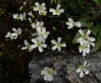 Minuartia patula