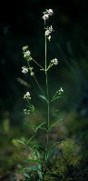 Mirabilis albida (white four-o'clock)