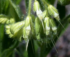 Flowers of Onosmodium decipiens