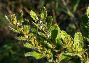 Onosmodium decipiens, in fruit (with its "marbleseeds")