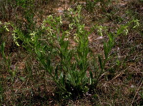 Onosmodium decipiens, mid-anthesis