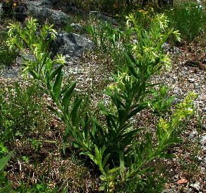 Onosmodium decipiens, later in anthesis than the plant shown above, with the scorpioid cymes elongating and beginning to straighten