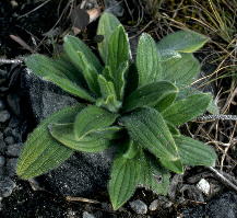 Basal rosette of Onosmodium decipiens, late winter