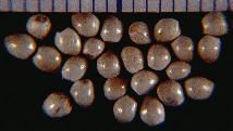 Nutlets of Onosmodium decipiens, small and gradually tapered to their truncate-bases