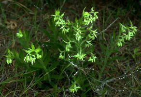 Onosmodium decipiens, early in anthesis, with some nutlets persisting on dead stems of previous year