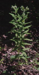 Plant of Onosmodium molle ssp. hispidissimum (Marion County, Tennessee, the nearest known locality of this taxon to Bibb County Alabama)