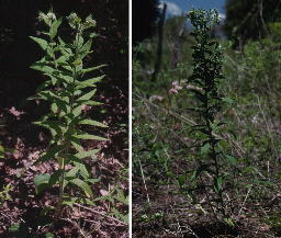 Two plants of Onosmodium molle ssp. hispidissium, Marion County, Tennessee (nearest known locality to Bibb County, Alabama).